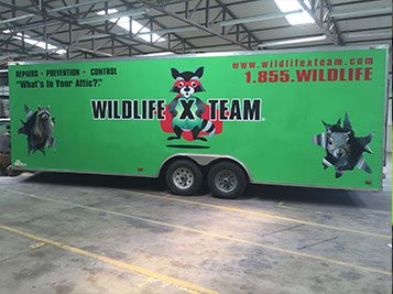 service-1 service-1 Wildlife X Team - Wildlife Removal